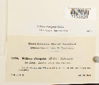 thumbnail image of current specimen