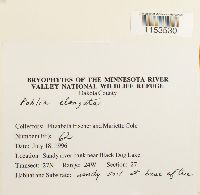 Pohlia elongata image