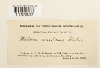 thumbnail image of current specimen