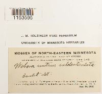 Pohlia nutans image