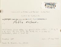 thumbnail image of current specimen