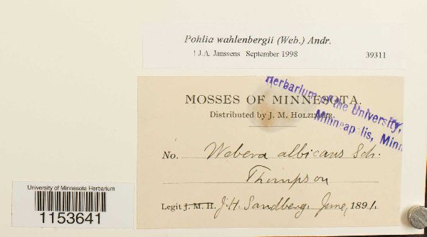 Pohlia wahlenbergii image
