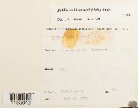 Pohlia wahlenbergii image