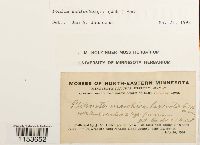 Pohlia wahlenbergii image