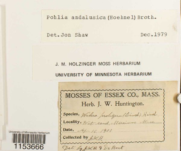 Pohlia andalusica image