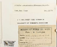 Image of Pohlia andalusica