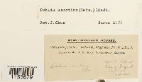 Pohlia annotina image