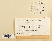 thumbnail image of current specimen
