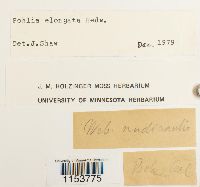 Pohlia elongata image