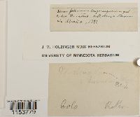 Pohlia elongata image