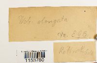 Pohlia elongata image