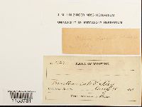 Thumbnail image of current specimen