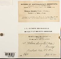 Pohlia elongata image