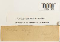 Pohlia elongata image