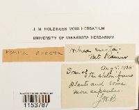 Pohlia elongata image