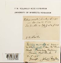 Pohlia elongata image