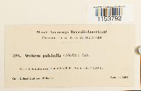 Pohlia elongata image