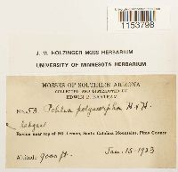 Pohlia elongata image