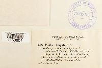 Pohlia elongata image