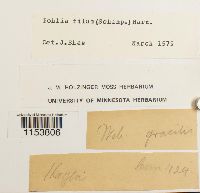 Pohlia filum image