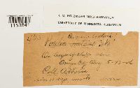 Pohlia ludwigii image