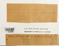 Pohlia ludwigii image