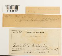 Pohlia ludwigii image