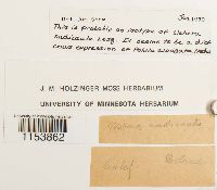 Thumbnail image of current specimen