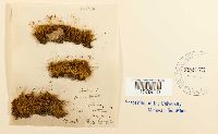 thumbnail image of current specimen