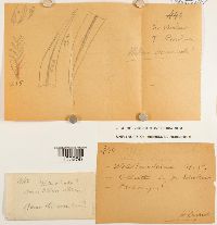 Thumbnail image of current specimen
