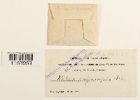 Pohlia elongata image