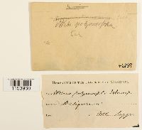 Pohlia elongata image