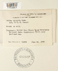 Pohlia elongata image