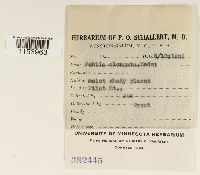 Pohlia elongata image