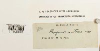 thumbnail image of current specimen
