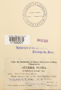 thumbnail image of current specimen