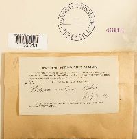 Thumbnail image of current specimen