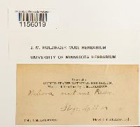 Pohlia nutans image