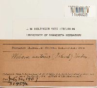Pohlia nutans image