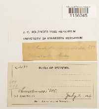 Pohlia nutans image