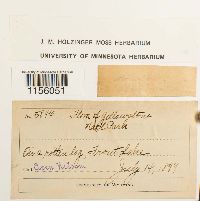 Pohlia nutans image