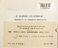 Pohlia nutans image