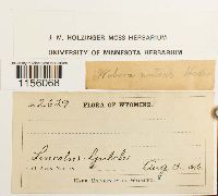 Pohlia nutans image