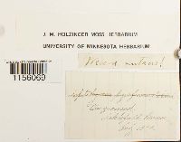 Pohlia nutans image