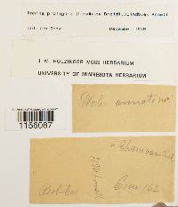 Pohlia proligera image