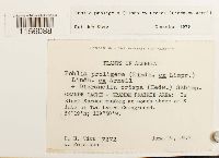 Pohlia proligera image