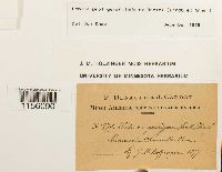 Pohlia proligera image