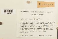 Pohlia proligera image