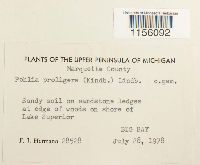 Pohlia proligera image