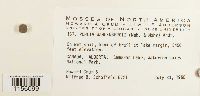 Pohlia wahlenbergii image
